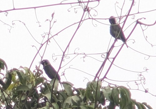 Maxwell's Black Weaver (Ploceus albinucha)