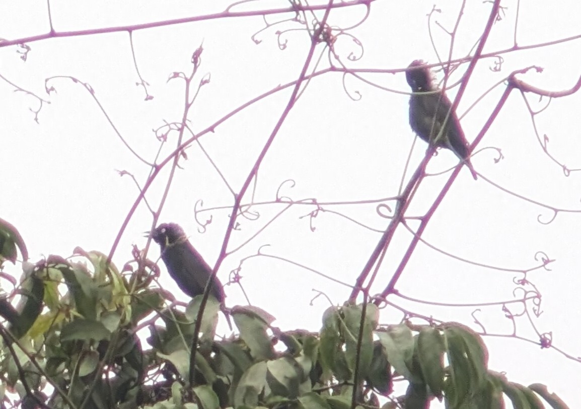 Maxwell's Black Weaver (Ploceus albinucha), photo 1