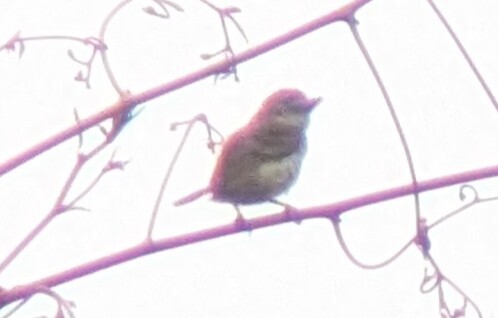 Speckled Tinkerbird (Pogoniulus scolopaceus)