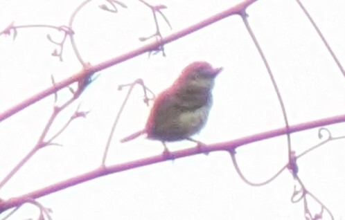 Speckled Tinkerbird (Pogoniulus scolopaceus), photo 1
