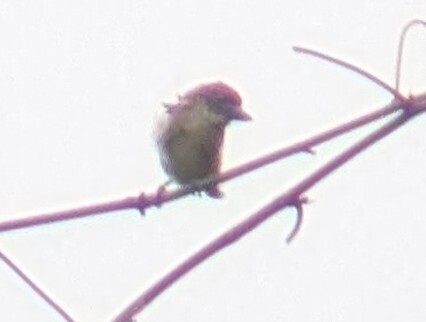 Speckled Tinkerbird (Pogoniulus scolopaceus), photo 4