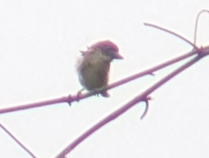 Speckled Tinkerbird (Pogoniulus scolopaceus), photo 2