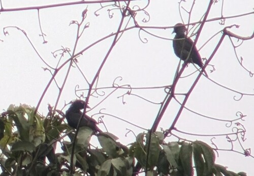 Maxwell's Black Weaver (Ploceus albinucha), photo 4