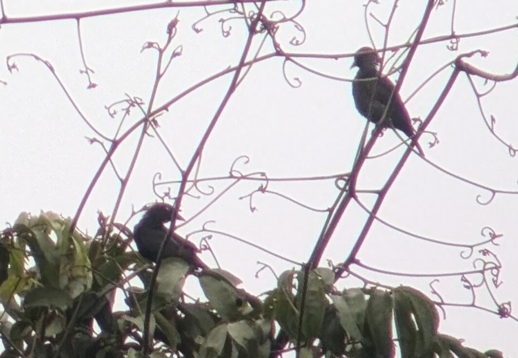 Maxwell's Black Weaver (Ploceus albinucha), photo 7