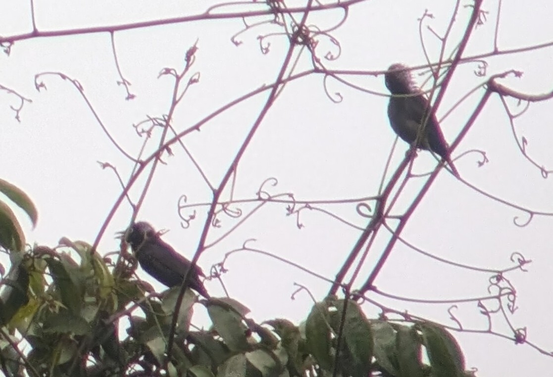 Maxwell's Black Weaver (Ploceus albinucha), photo 8