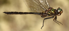 Somatochlora brevicincta