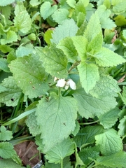 Lamium album