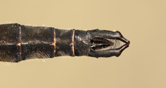 Somatochlora brevicincta