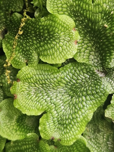 Conocephalum salebrosum Szweyk., Buczk. & Odrzyk.