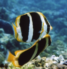 Chaetodon tricinctus