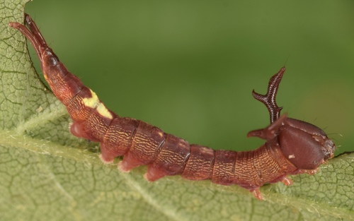 Wavy-lined Heterocampa Moth photo 5