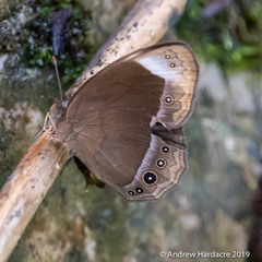 Mycalesis anaxias