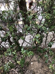 Zanthoxylum beecheyanum