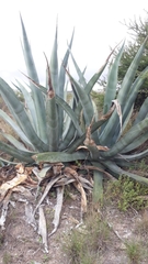 Agave mapisaga