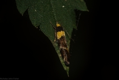 Epithymema helias