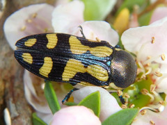 Castiarina adelaidae