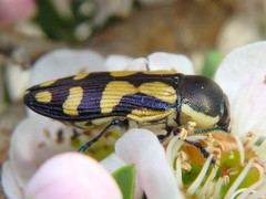 Castiarina adelaidae