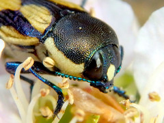 Castiarina adelaidae