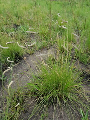 Harpochloa falx