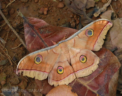 Antheraea