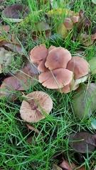 Fungi