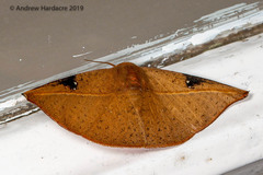 Oreta perobliquilinea