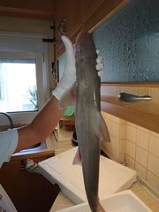 Mustelus mustelus