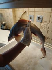 Mustelus mustelus