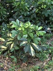 Heptapleurum ellipticum