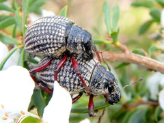 Catasarcus transversalis