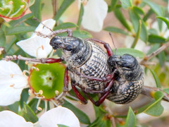 Catasarcus transversalis