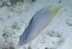 Oxycercichthys veliferus
