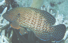 Cephalopholis cyanostigma