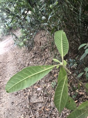 Alstonia muelleriana