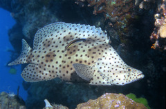 Chromileptes altivelis