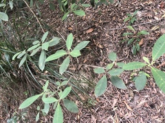 Alstonia muelleriana