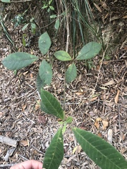 Alstonia muelleriana