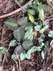 Anoectochilus formosanus