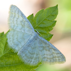 Idaea pallidata