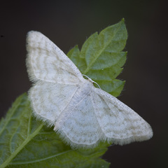 Idaea pallidata