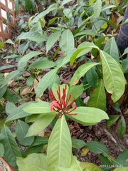 Ixora