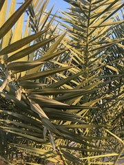 Phoenix dactylifera