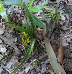 Apostasia wallichii