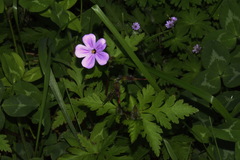 Geranium yeoi