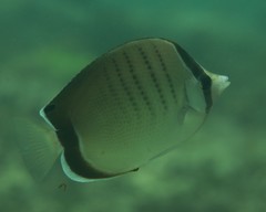 Chaetodon assarius