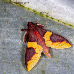 Pachynoa purpuralis