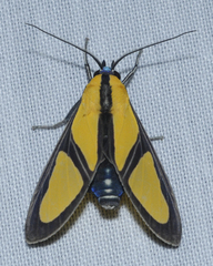 Xanthoarctia pseudameoides