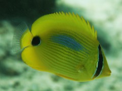 Chaetodon plebeius