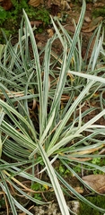 Ophiopogon jaburan