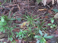 Apostasia wallichii